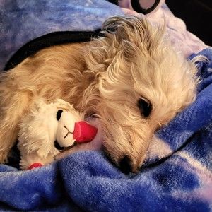 Meet your Posher, Tracy